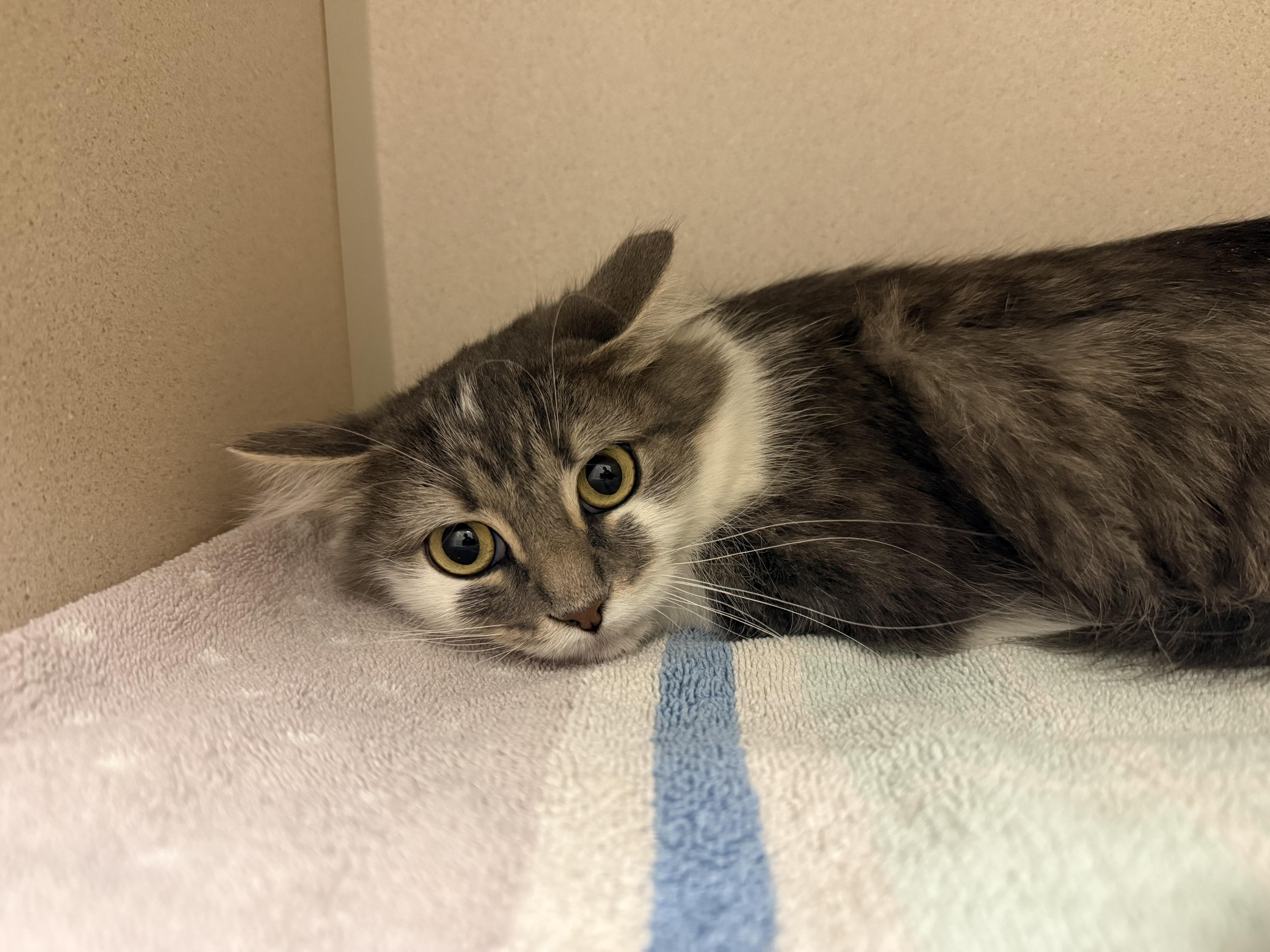 Dulce, adoptable, Adult Female Domestic Medium Hair.