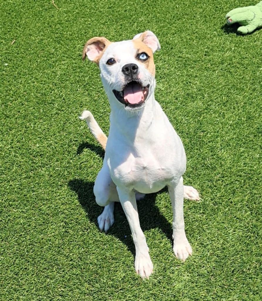 Breezy, adopted, Young Female Boxer & Mixed Breed.