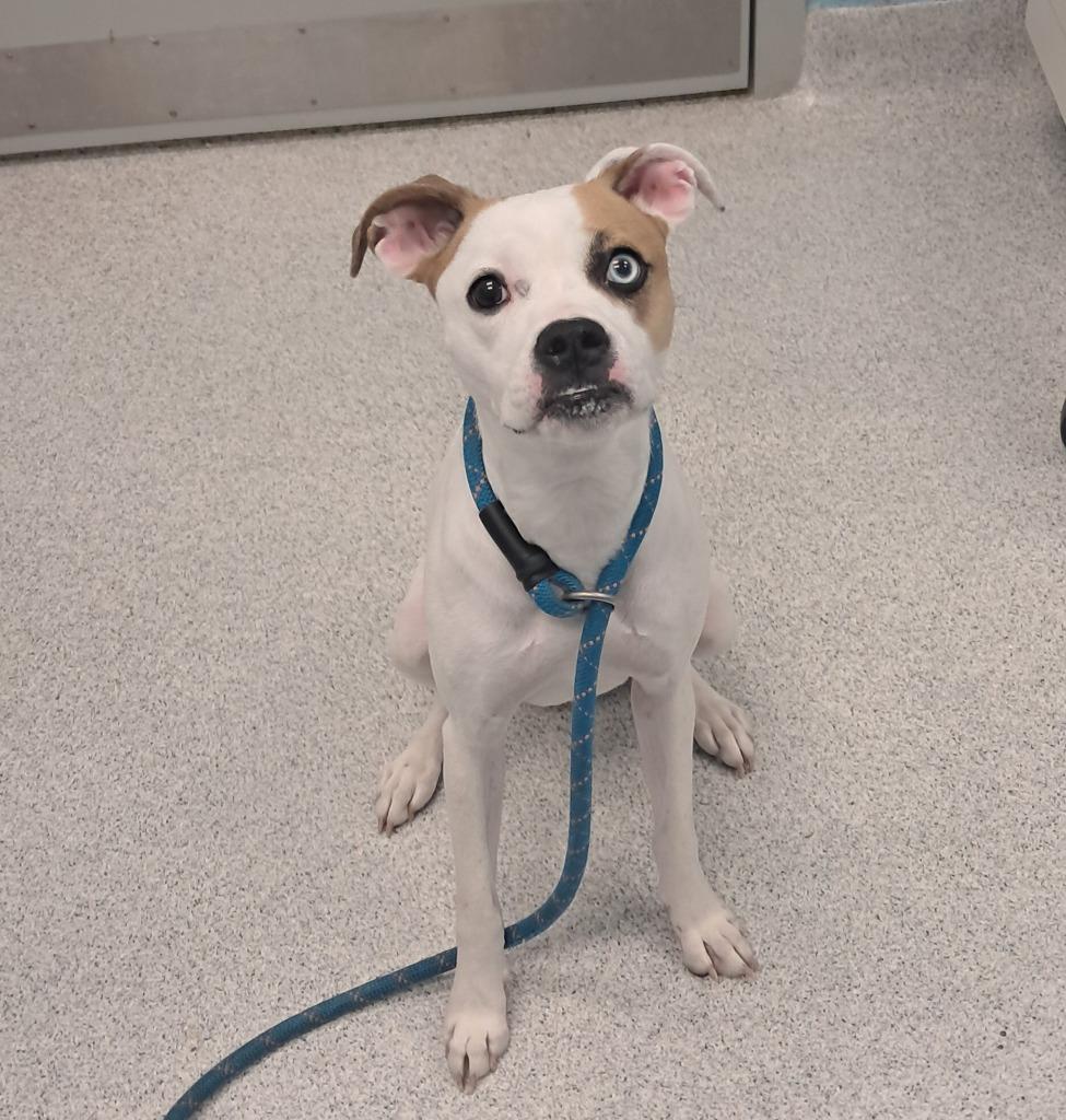 Enlarge Breezy, an adopted mixed breed in Frankfort, KY image 2/2