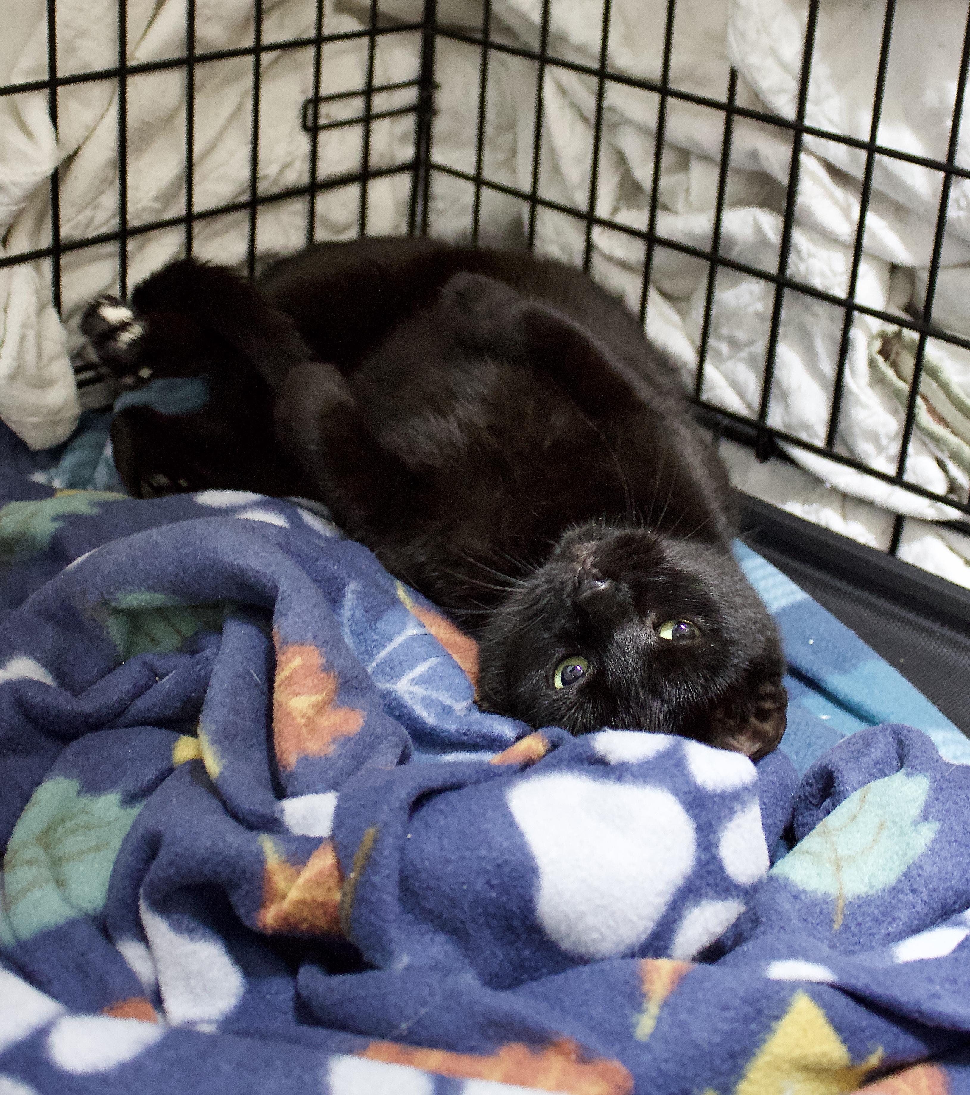 Rory, a Adoptable Domestic Short Hair in Pleasantville, NJ image 1/2