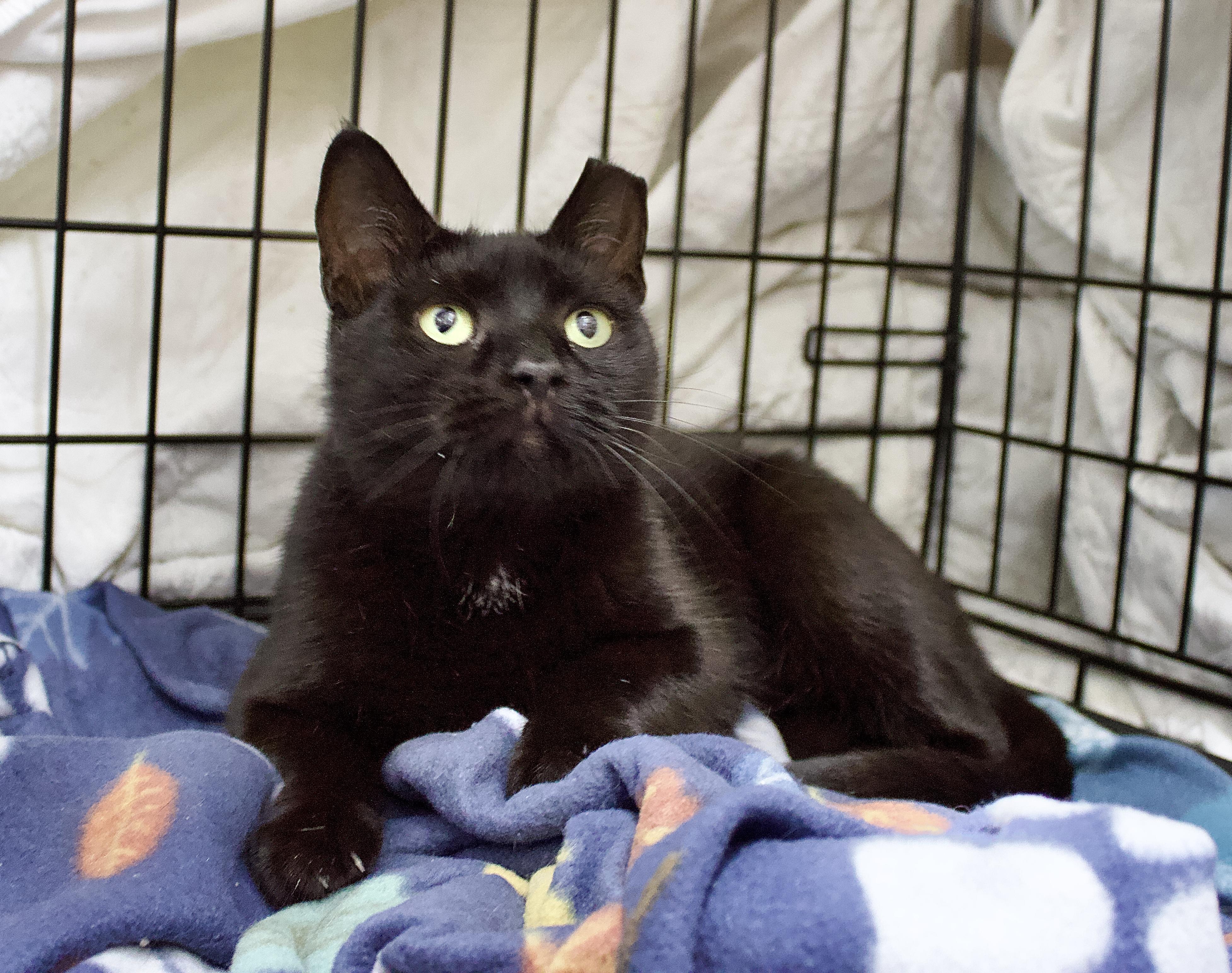 Rory, a Adoptable Domestic Short Hair in Pleasantville, NJ image 2/2