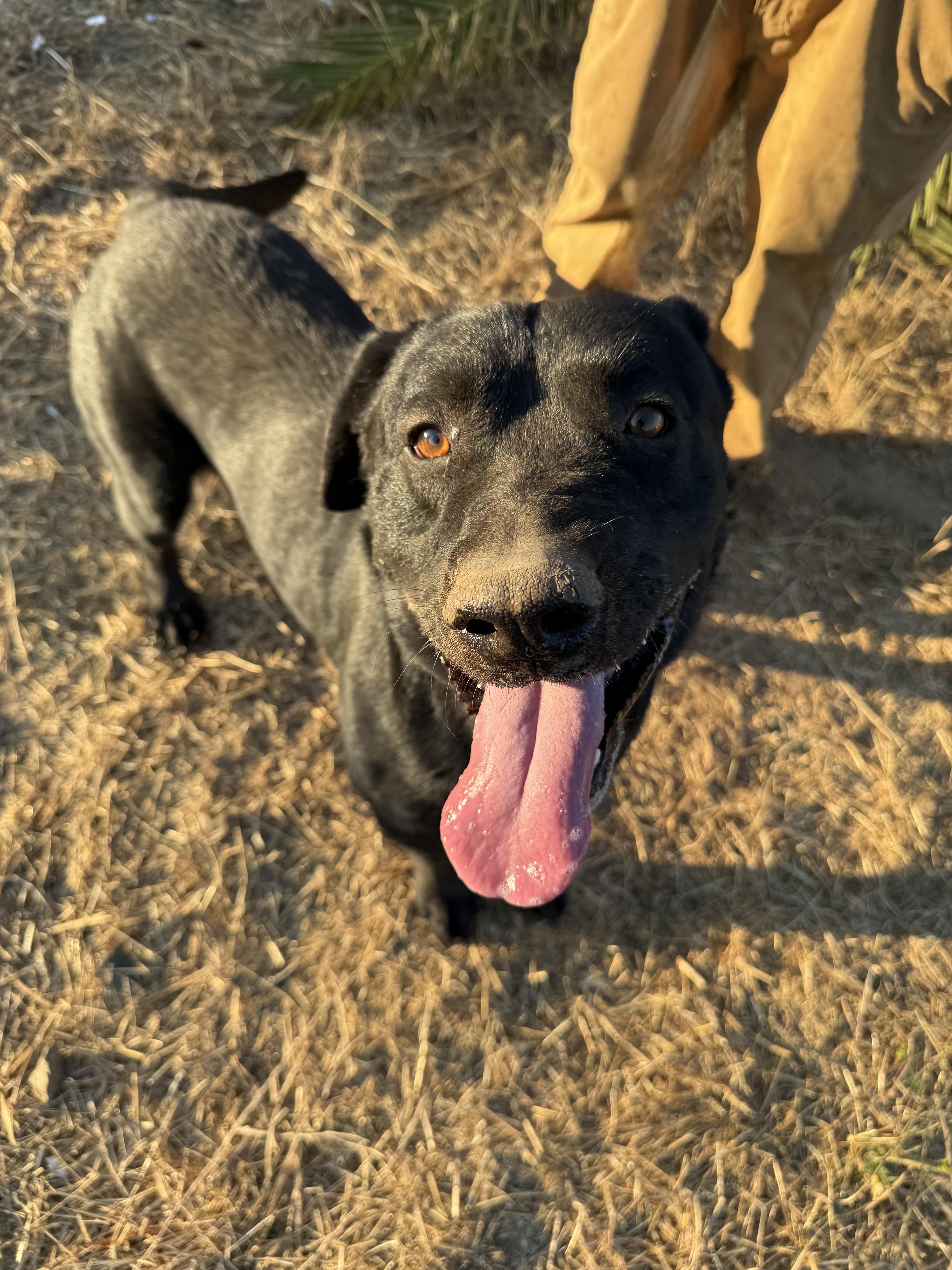 FINN, a Adoptable mixed breed in Portland , OR image 2/6