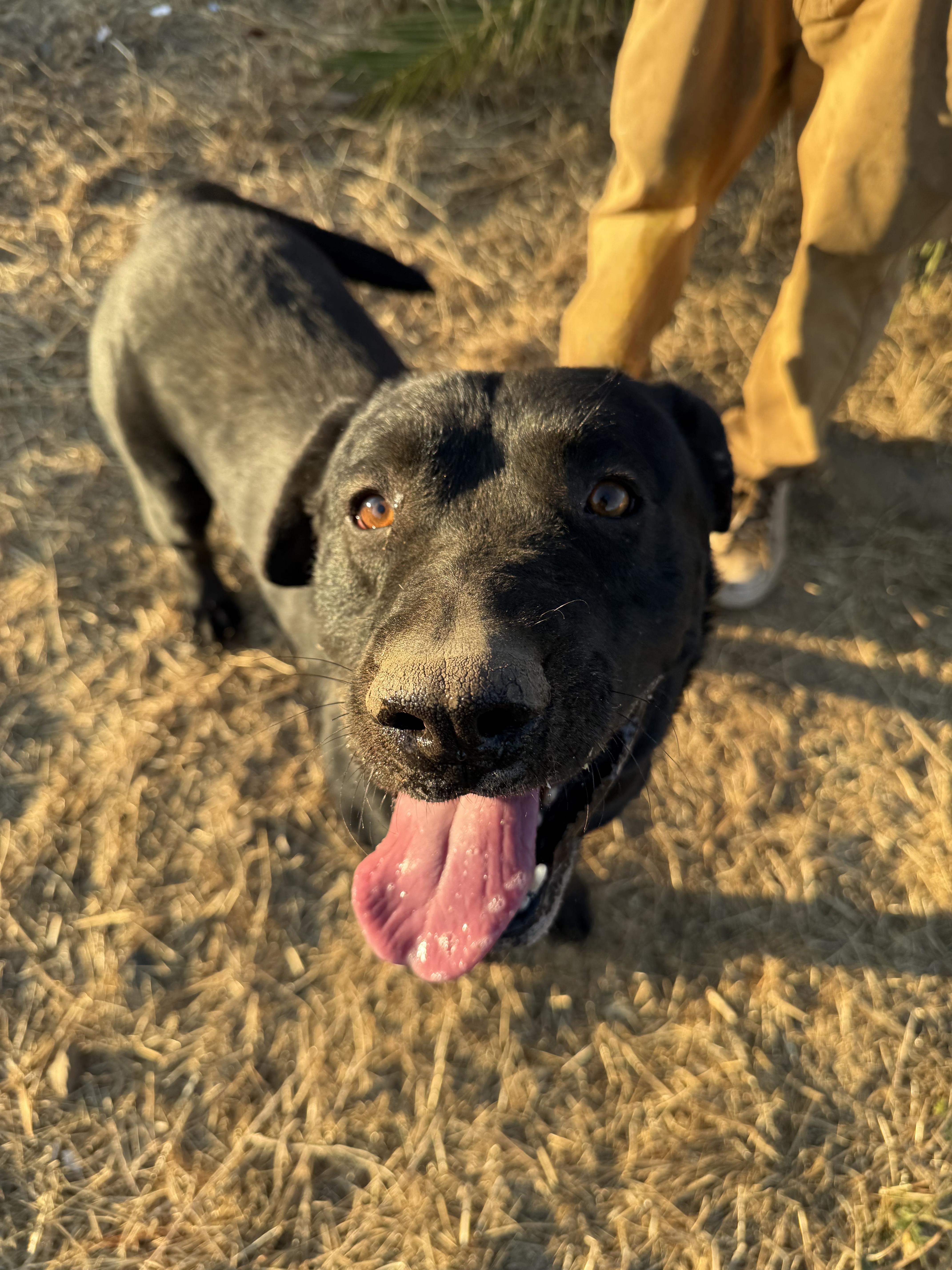FINN, a Adoptable mixed breed in Portland , OR image 4/6