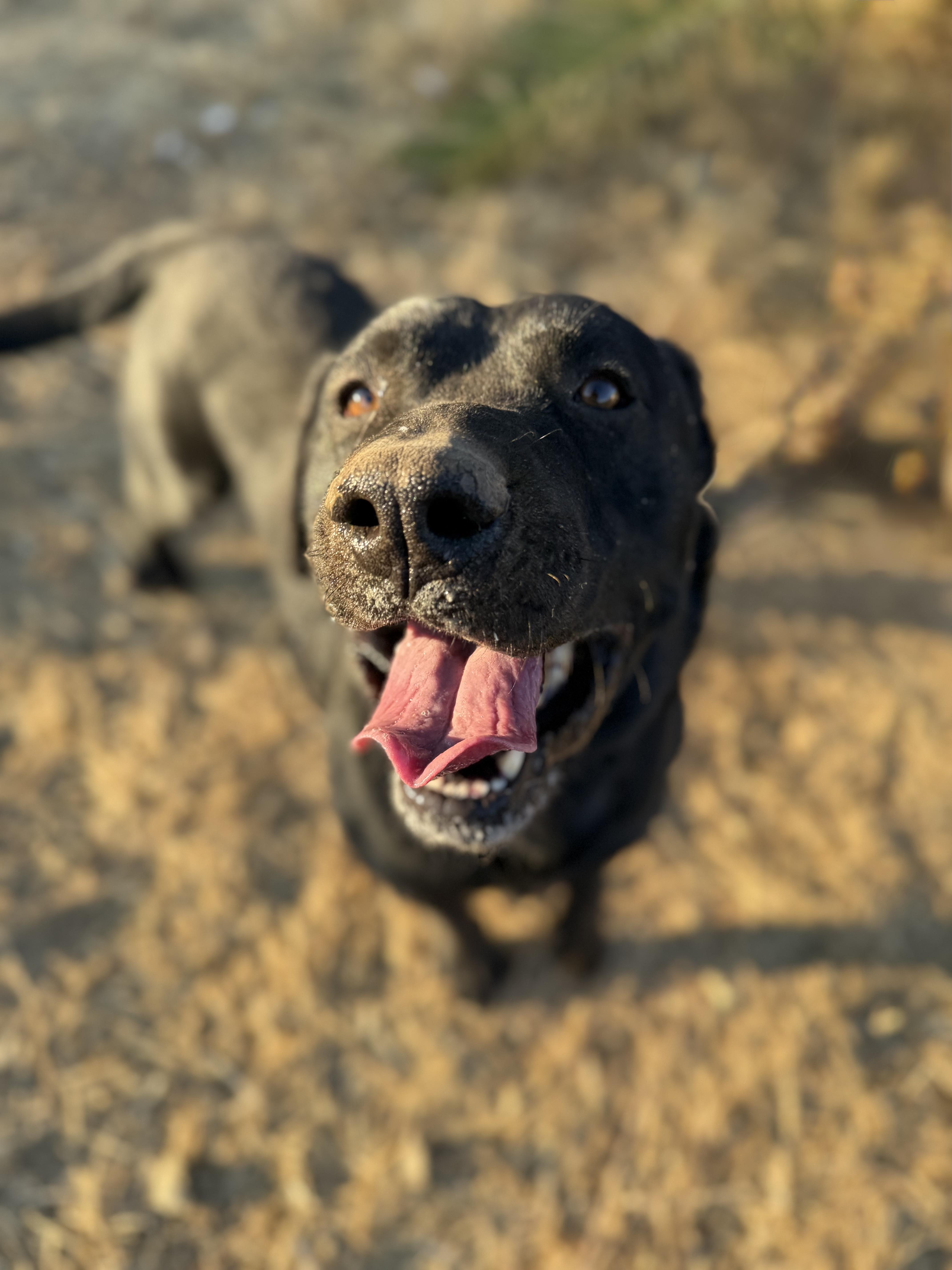 FINN, a Adoptable mixed breed in Portland , OR image 6/6