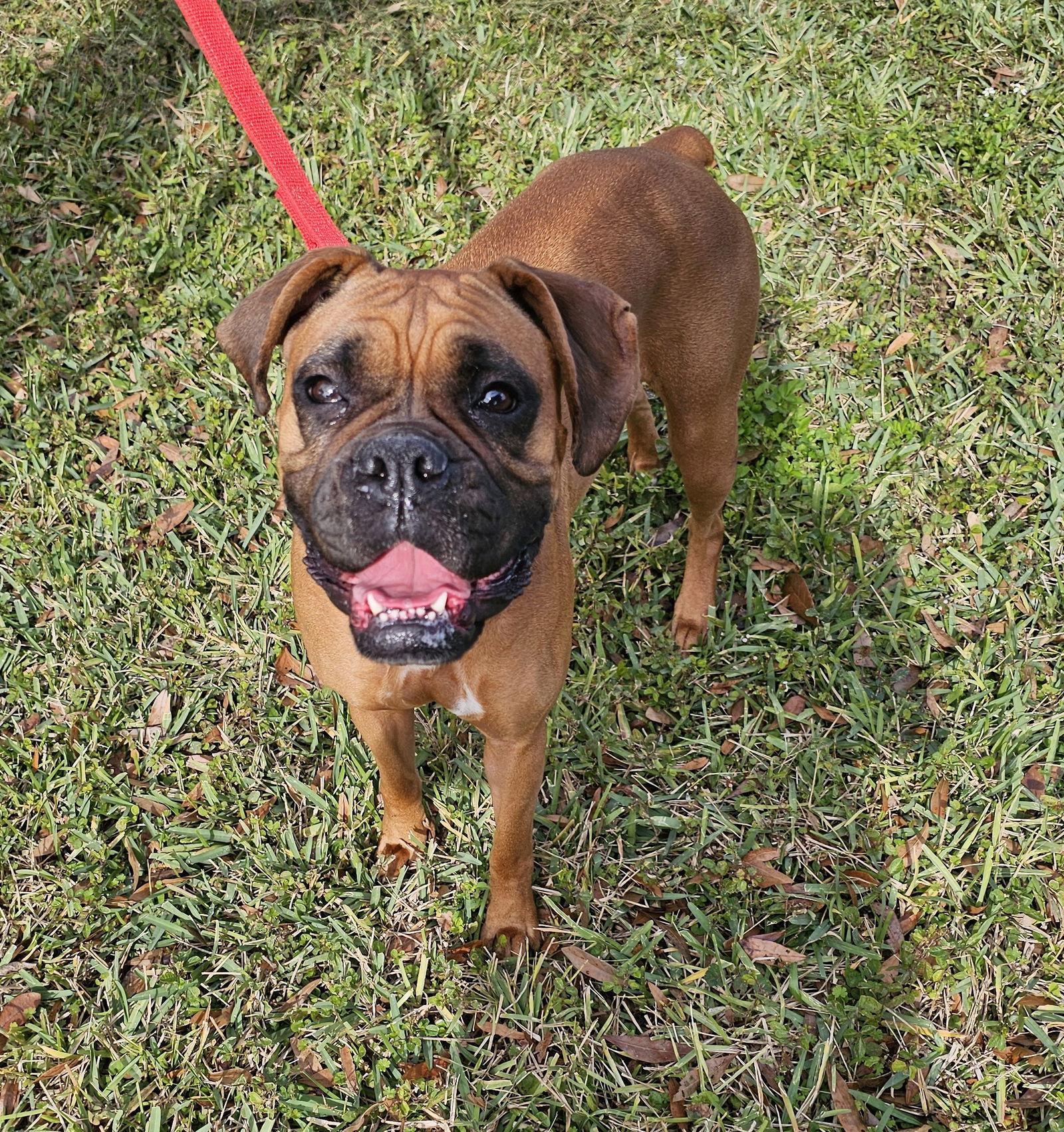 Princess F25-026, Adopted, Young Female Boxer.