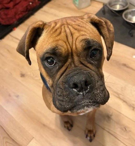 Enlarge Princess F25-026, a Adopted Boxer in Crestview, FL image 2/3