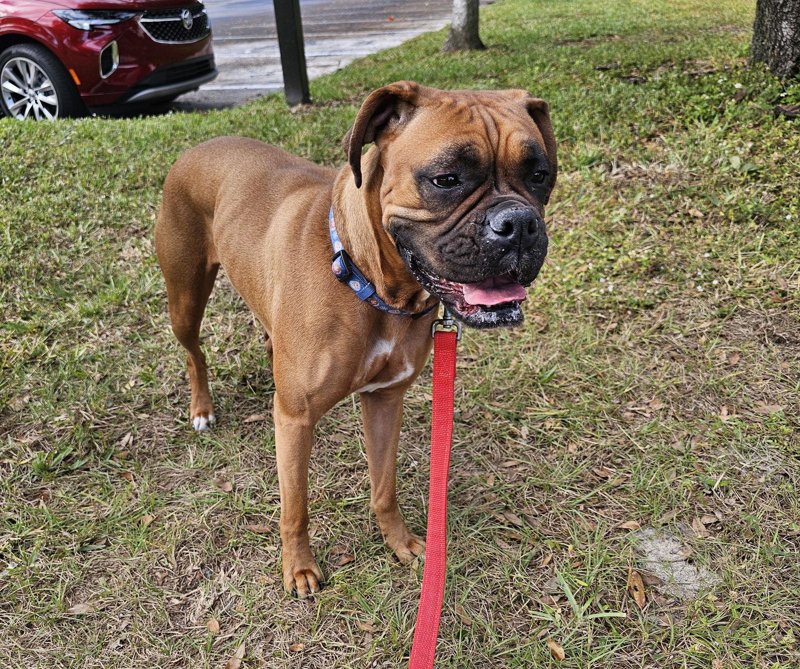 Enlarge Princess F25-026, a Adopted Boxer in Crestview, FL image 3/3