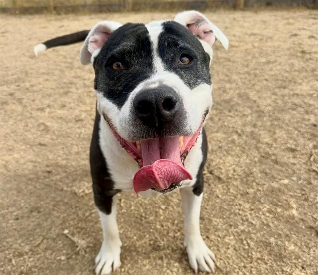 BIANCA, Adoptable, Senior Female Pit Bull Terrier & Staffordshire Bull Terrier.