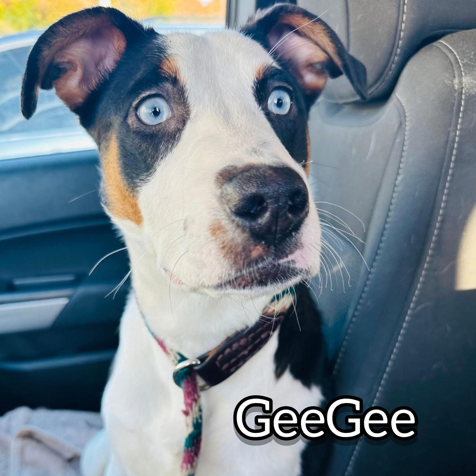 Enlarge GeeGee, an adoption pending mixed breed in Hollister, MO image 1/1