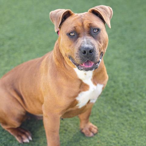 CHIPOTLE, Adoptable, Adult Female Pit Bull Terrier.