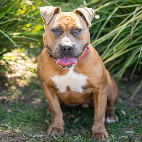 CHIPOTLE, Adoptable, Adult Female Pit Bull Terrier.