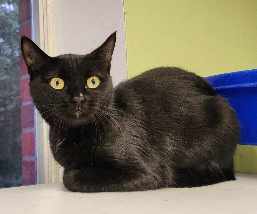 Enlarge MAEVE, a Adoptable Domestic Short Hair in Muskegon, MI image 1/6