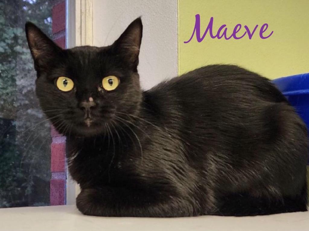 Enlarge MAEVE, a Adoptable Domestic Short Hair in Muskegon, MI image 2/6
