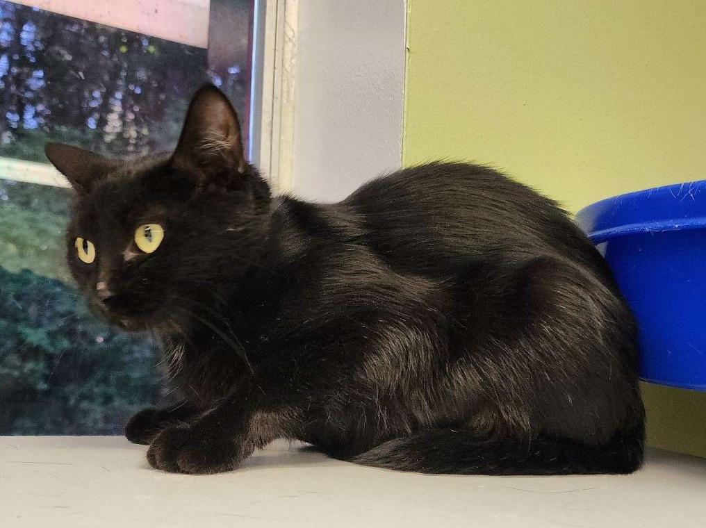 Enlarge MAEVE, a Adoptable Domestic Short Hair in Muskegon, MI image 3/6