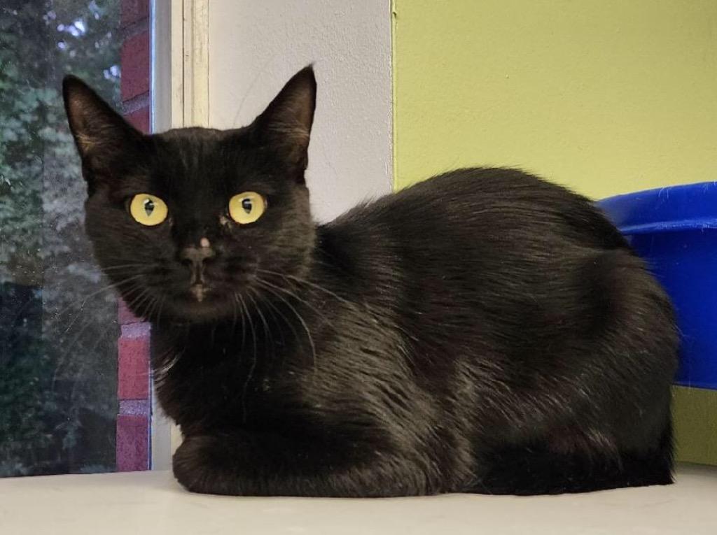 Enlarge MAEVE, a Adoptable Domestic Short Hair in Muskegon, MI image 4/6