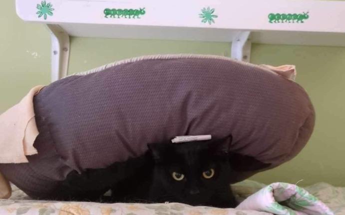 Enlarge MAEVE, a Adoptable Domestic Short Hair in Muskegon, MI image 5/6