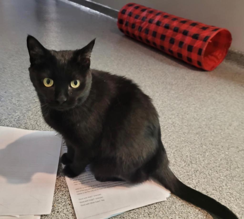 Enlarge MAEVE, a Adoptable Domestic Short Hair in Muskegon, MI image 6/6