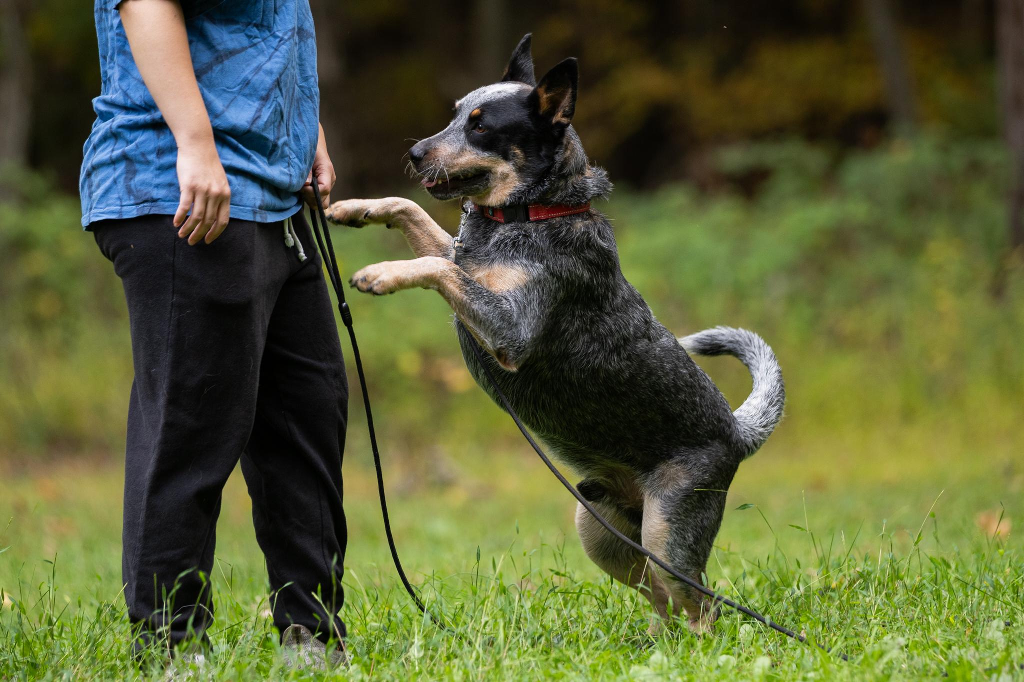 Enlarge Bandit, a Adoptable Australian Cattle Dog / Blue Heeler in Poughkeepsie, NY image 5/6