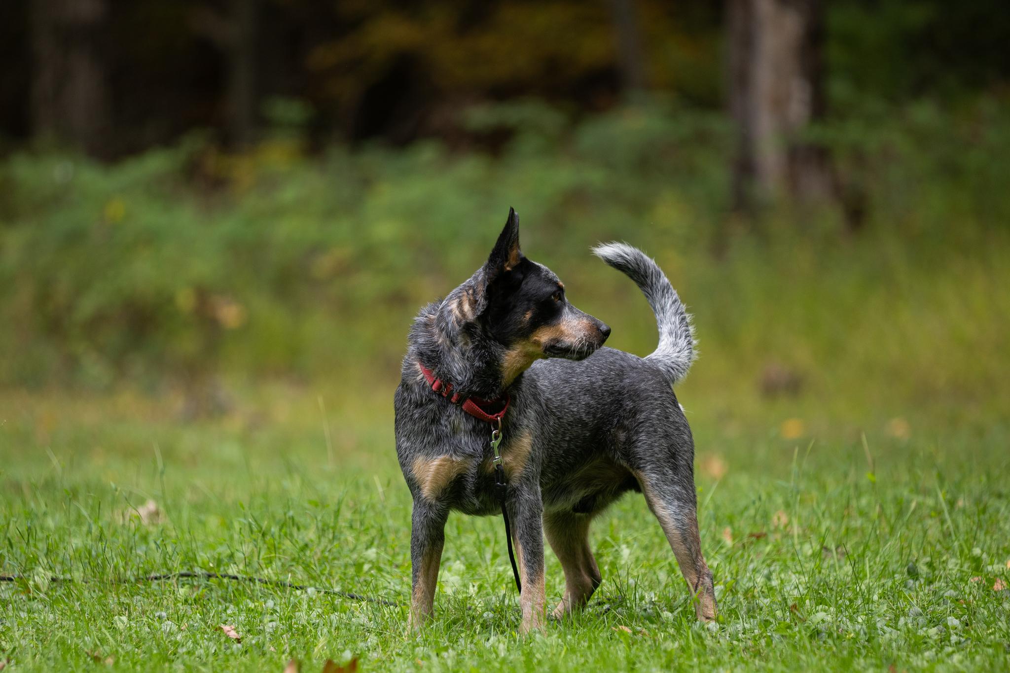 Enlarge Bandit, a Adoptable Australian Cattle Dog / Blue Heeler in Poughkeepsie, NY image 6/6
