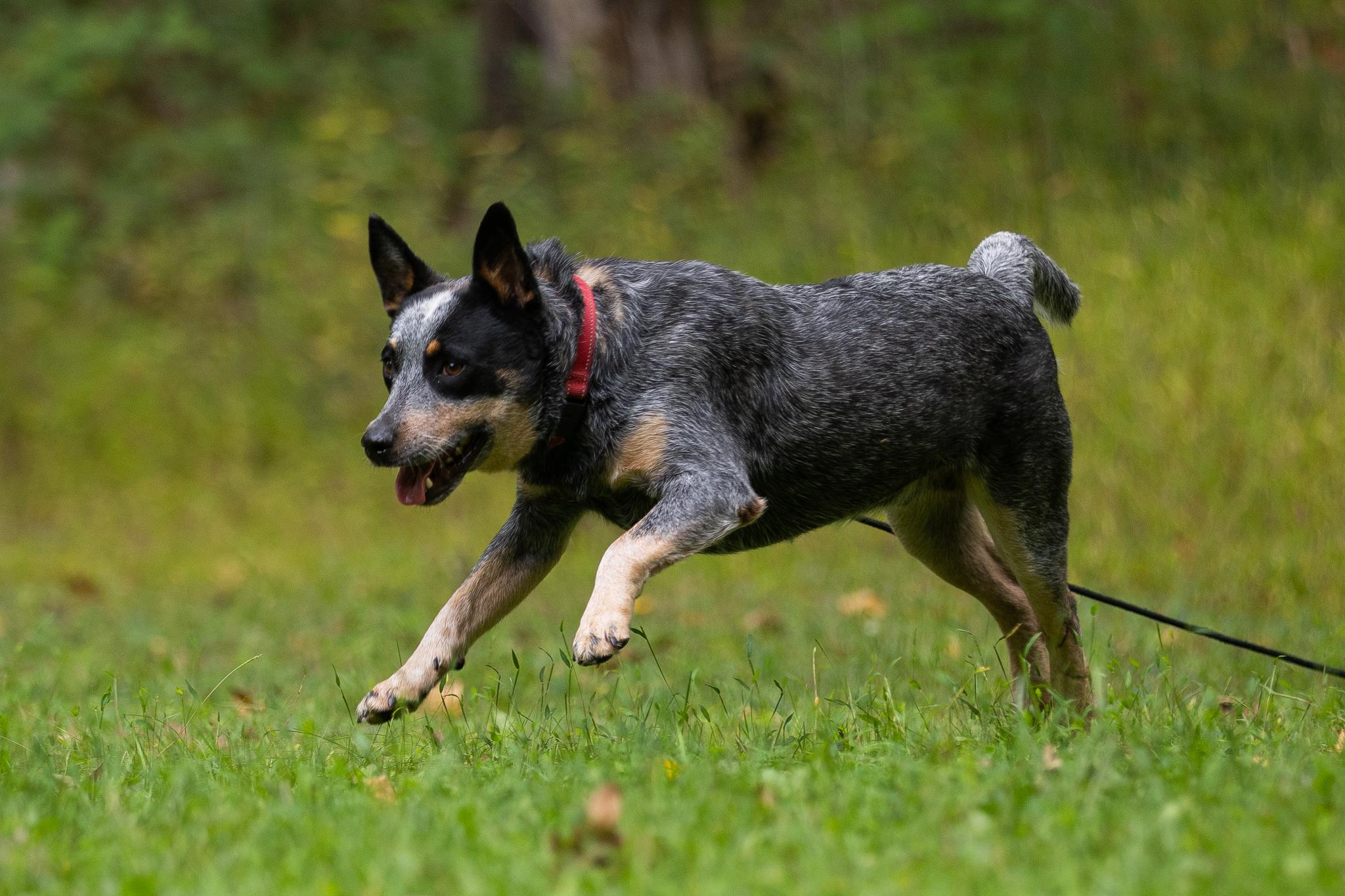 Enlarge Bandit, a Adoptable Australian Cattle Dog / Blue Heeler in Poughkeepsie, NY image 4/6