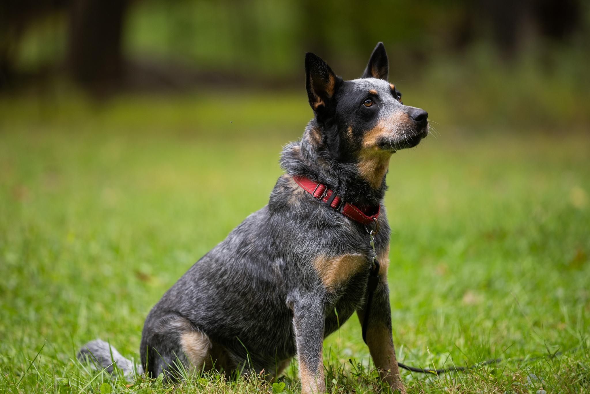 Enlarge Bandit, a Adoptable Australian Cattle Dog / Blue Heeler in Poughkeepsie, NY image 3/6