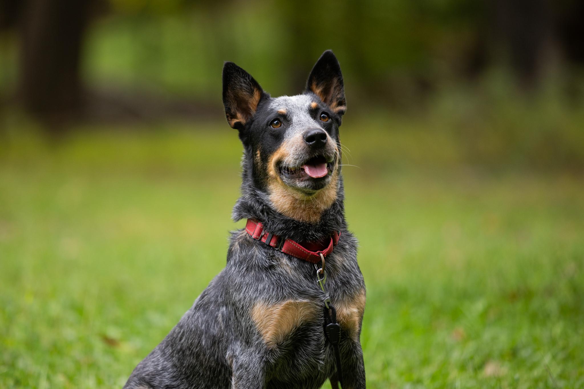 Enlarge Bandit, a Adoptable Australian Cattle Dog / Blue Heeler in Poughkeepsie, NY image 1/6