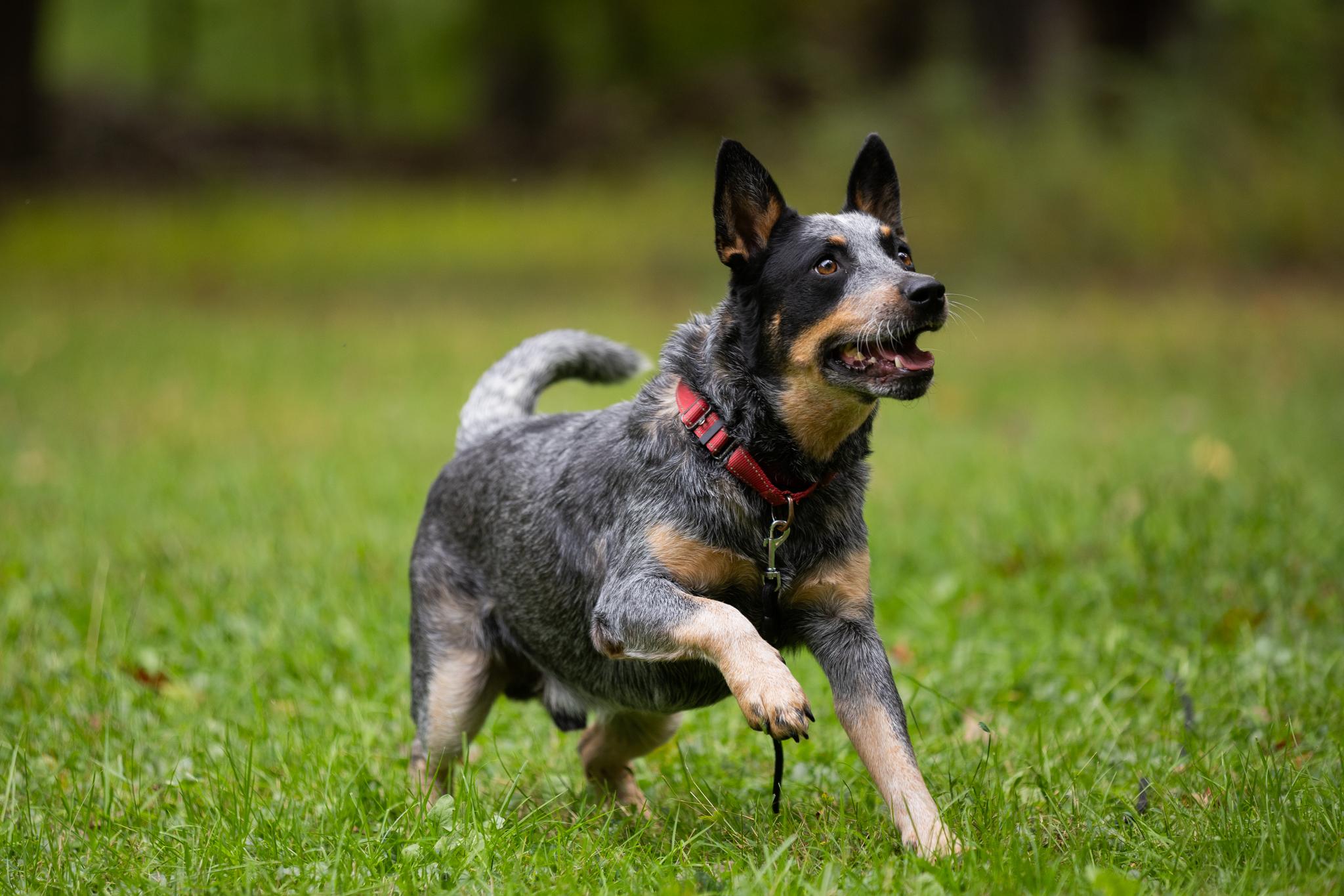 Enlarge Bandit, a Adoptable Australian Cattle Dog / Blue Heeler in Poughkeepsie, NY image 2/6
