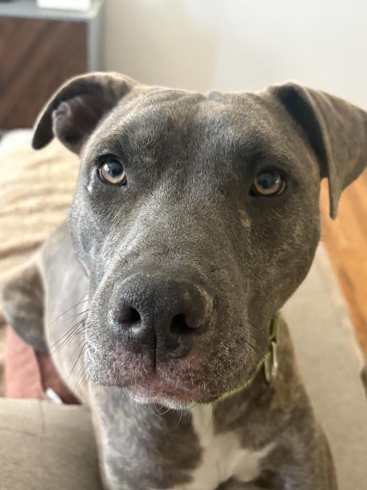 Enlarge Dodger, a Adoptable mixed breed in Aurora, CO image 1/4