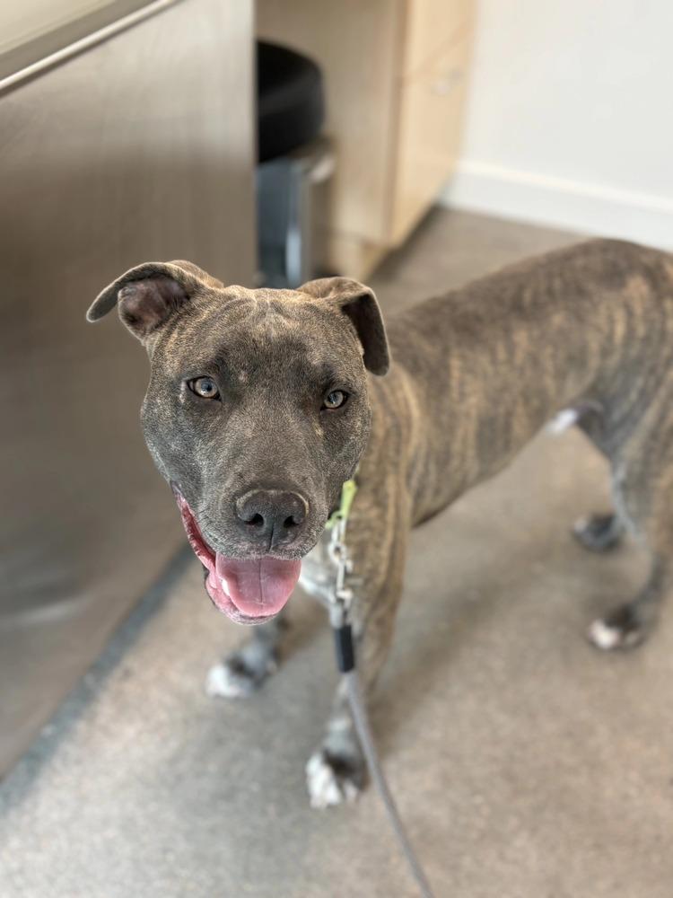 Dodger, a Adoptable mixed breed in Aurora, CO image 2/6