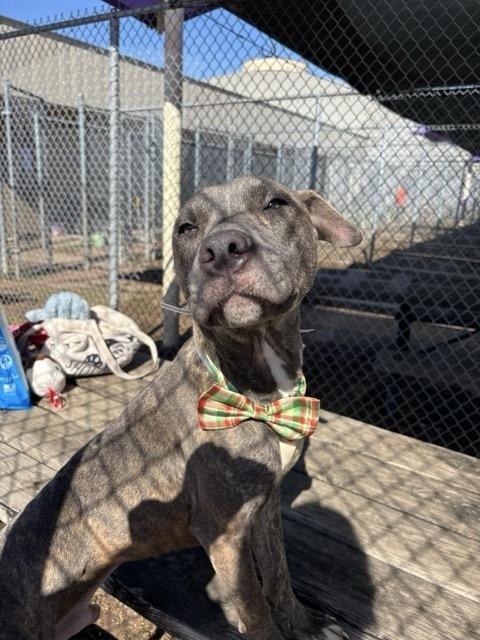Enlarge Dodger, a Adoptable mixed breed in Aurora, CO image 1/2