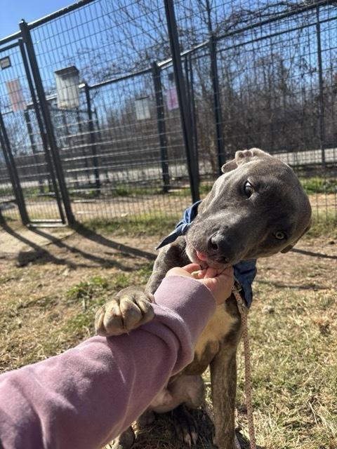 Enlarge Dodger, a Adoptable mixed breed in Aurora, CO image 2/2