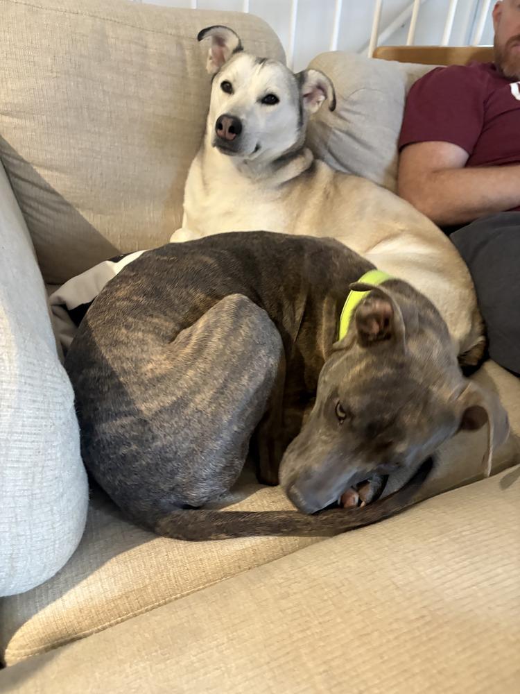 Enlarge Dodger, a Adoptable mixed breed in Aurora, CO image 4/4