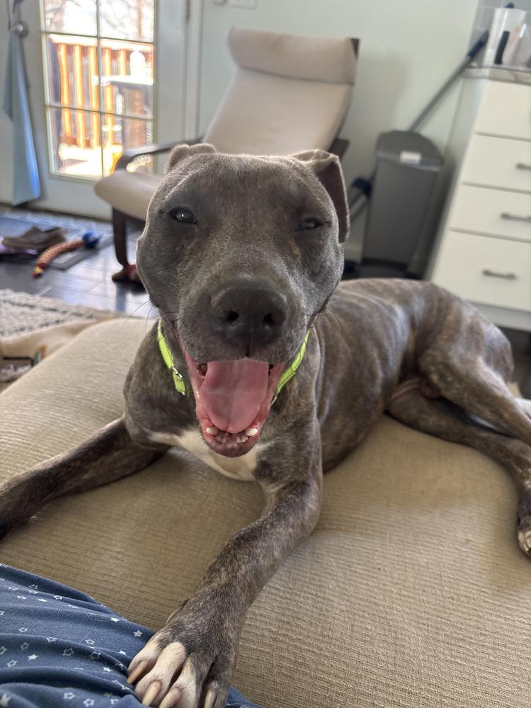 Enlarge Dodger, a Adoptable mixed breed in Aurora, CO image 4/6