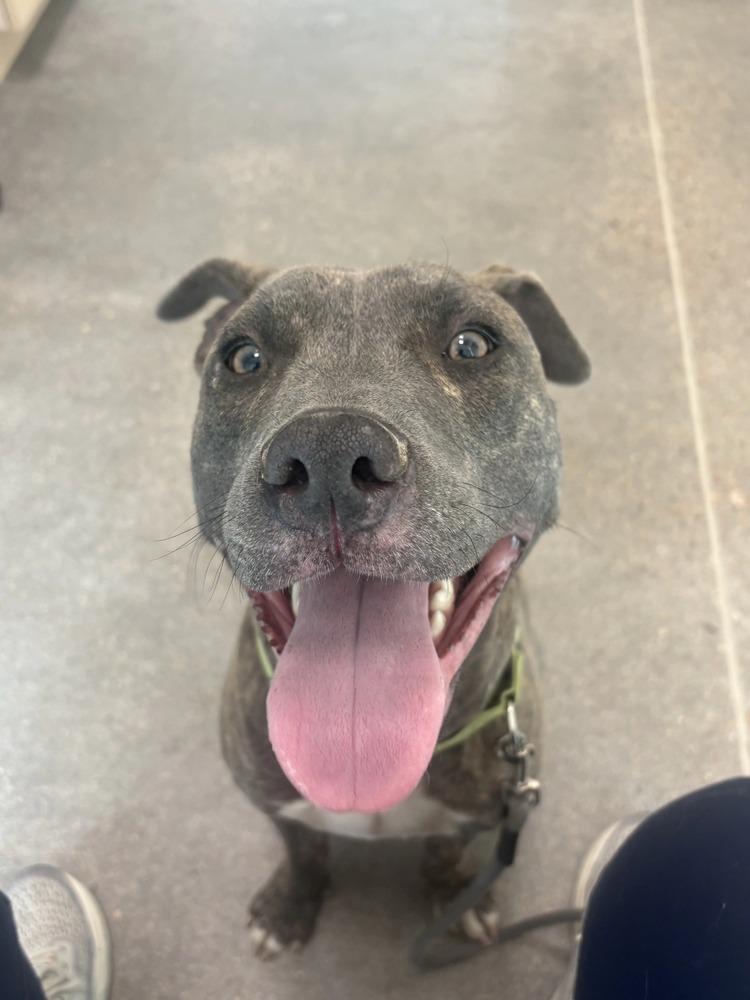 Dodger, a Adoptable mixed breed in Aurora, CO image 6/6