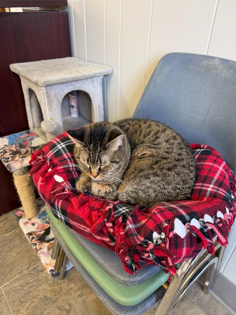 Enlarge SCOOTARELLA, a Adoptable mixed breed in Algona, IA image 2/2