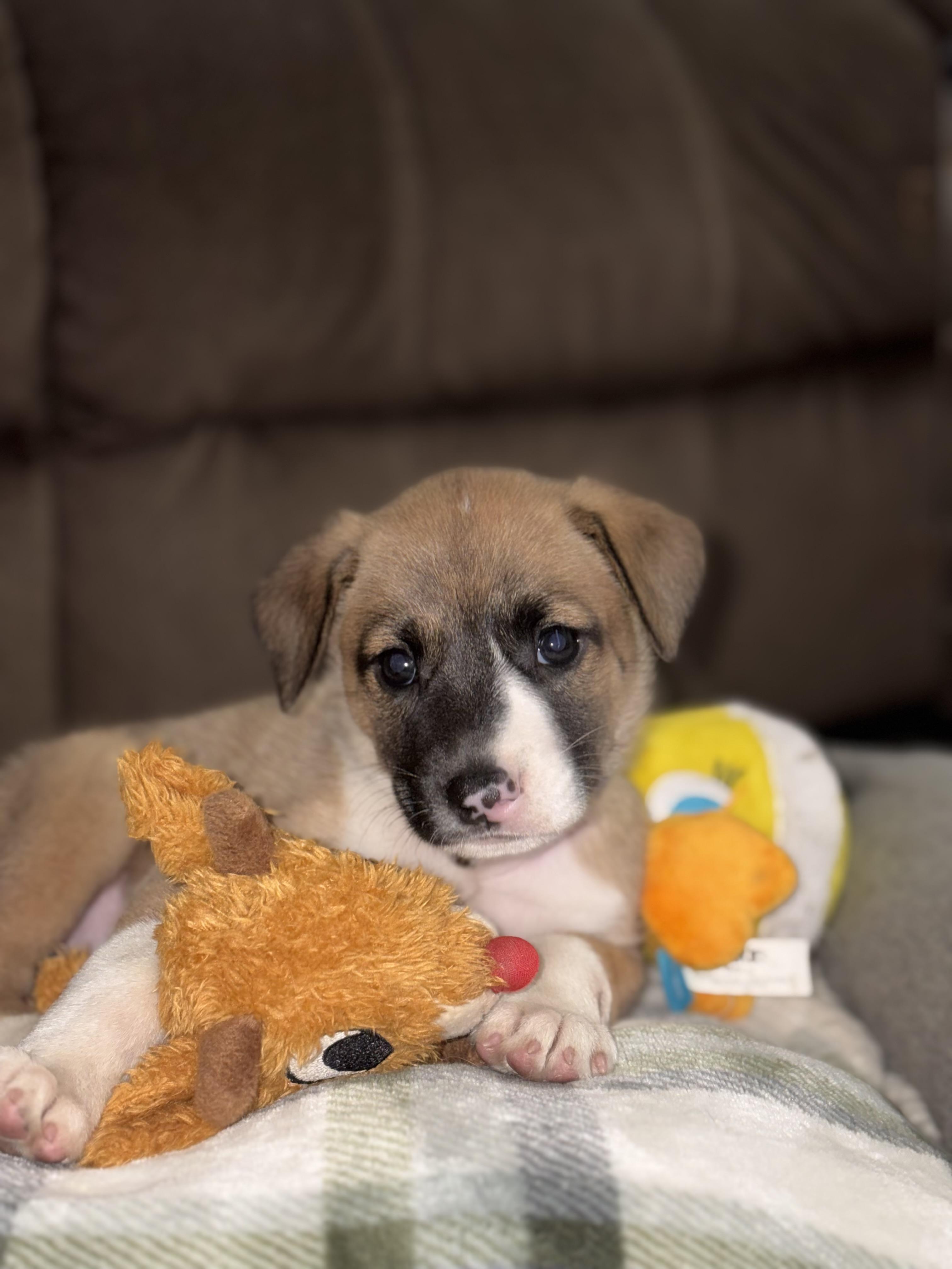 Allie, an adopted mixed breed in Huntington, NY image 2/4