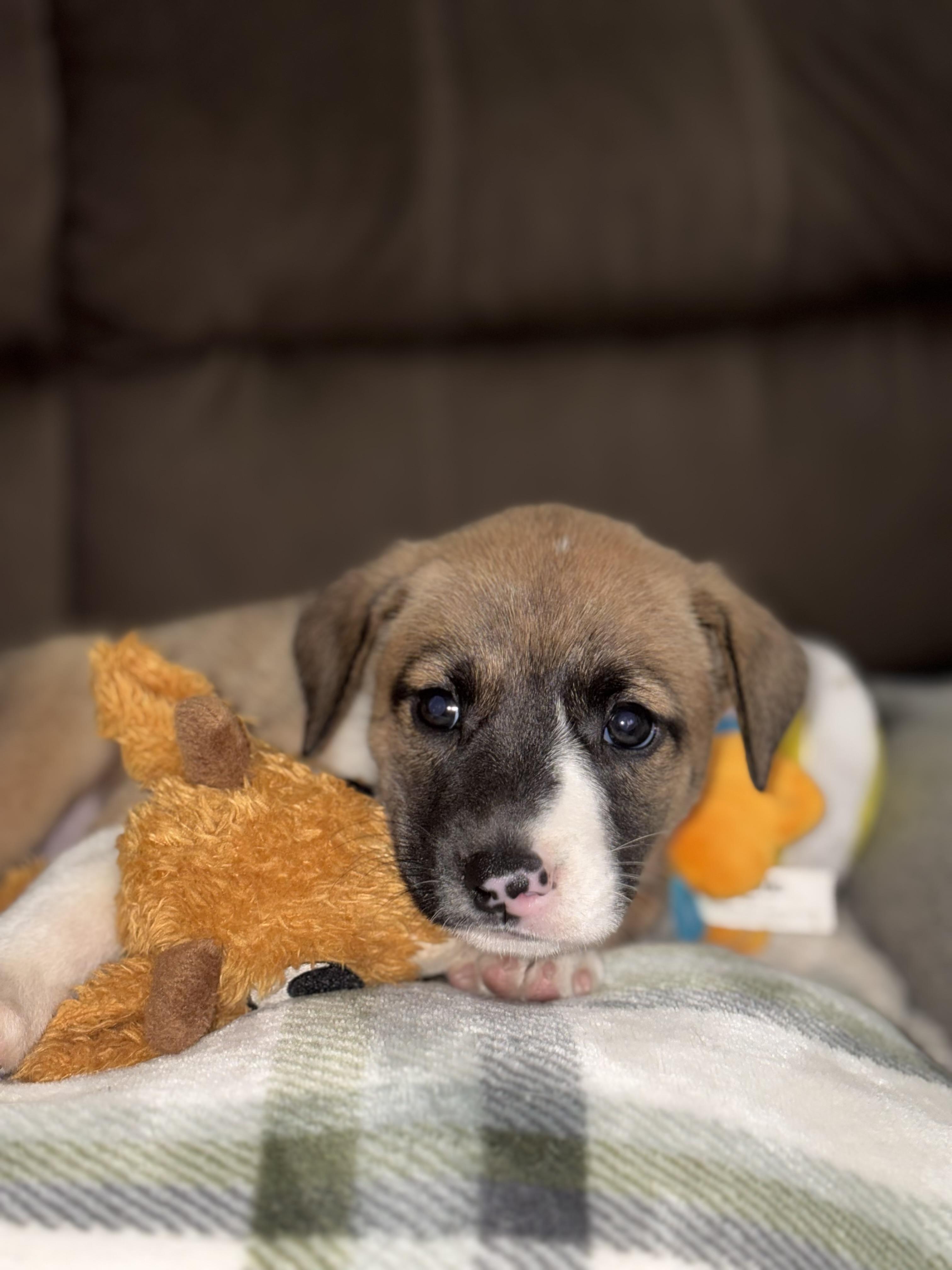 Allie, an adopted mixed breed in Huntington, NY image 3/4