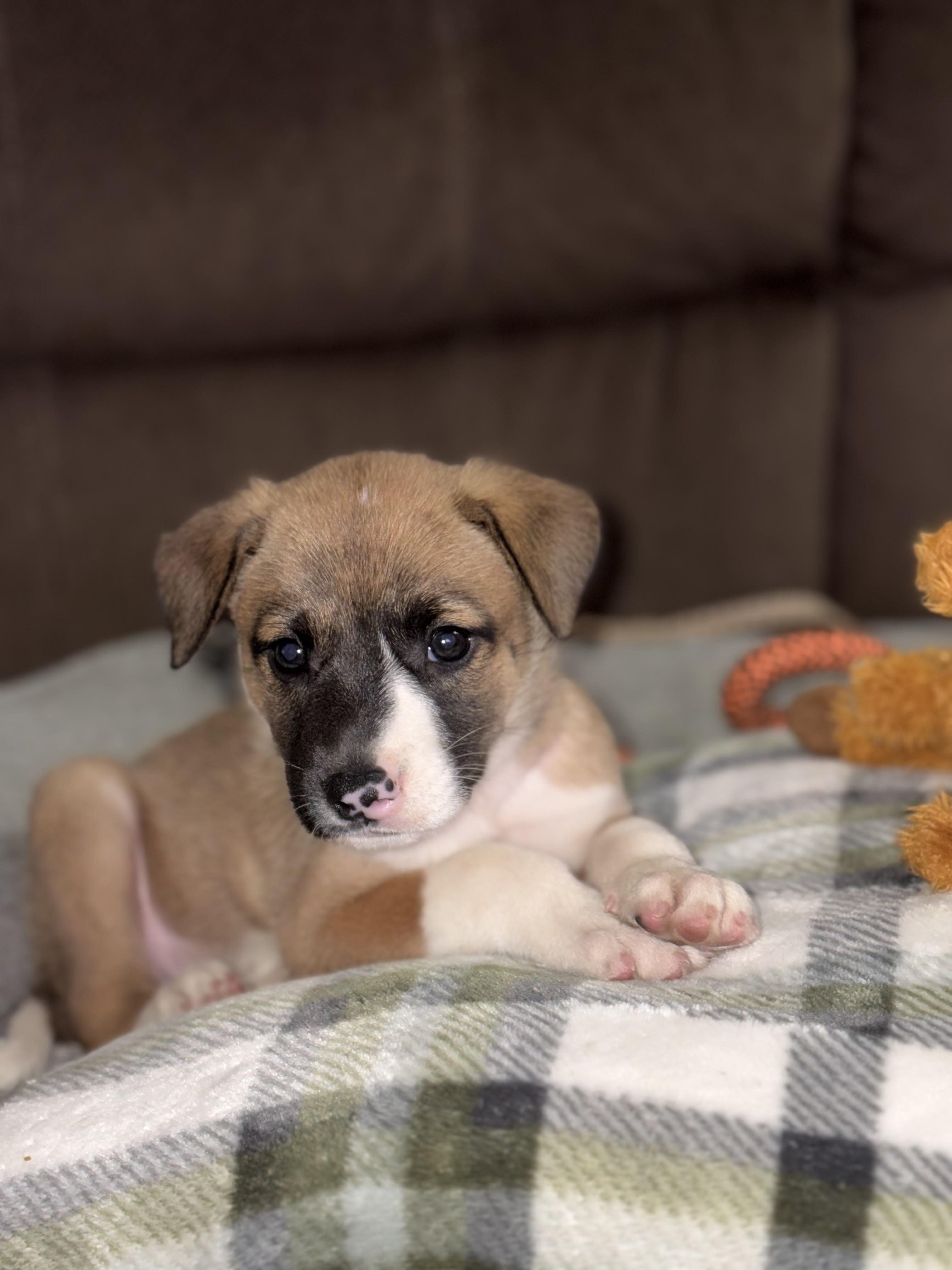 Allie, an adopted mixed breed in Huntington, NY image 4/4