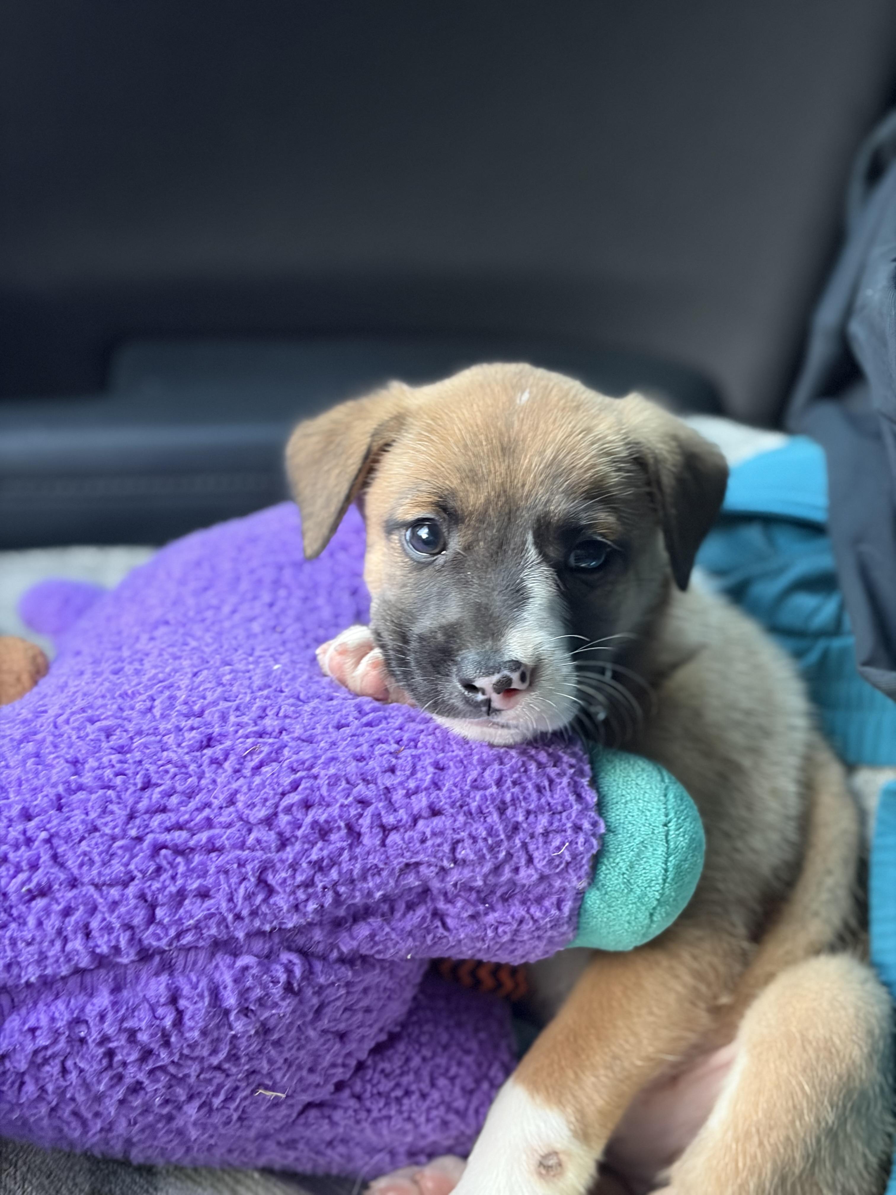 Allie, adopted, Puppy Female Labrador Retriever.
