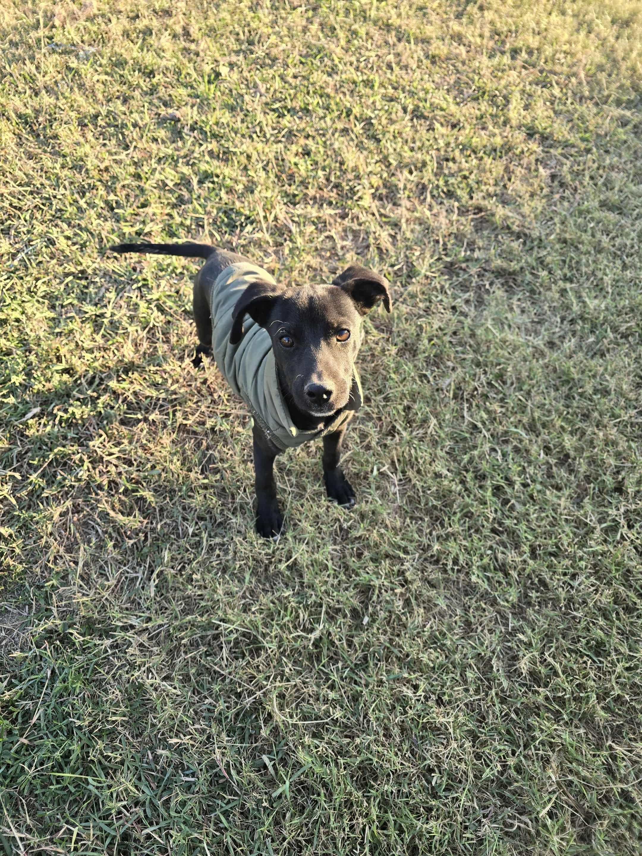 Enlarge Milo, a Adoptable mixed breed in Norfolk, MA image 2/4
