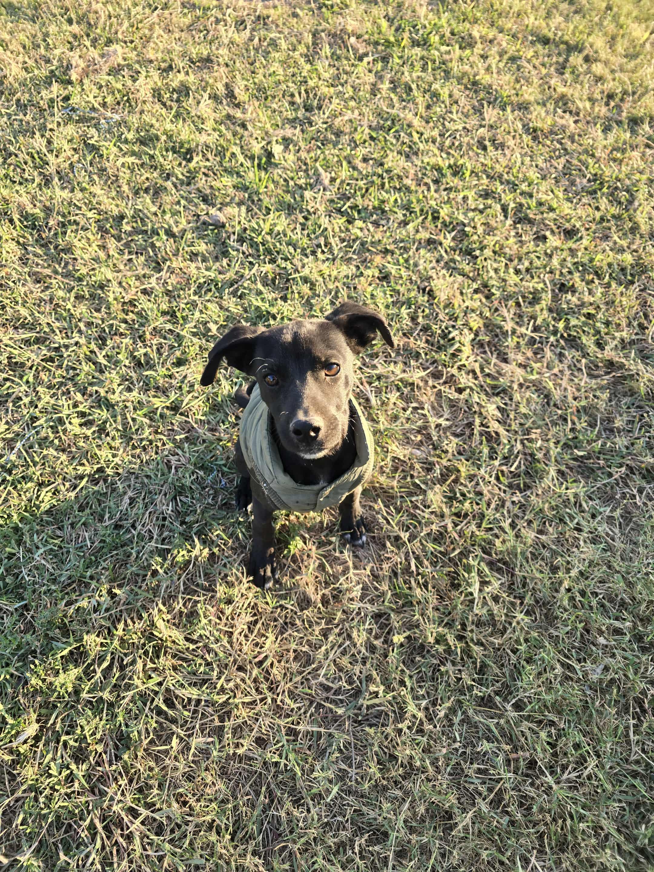 Enlarge Milo, a Adoptable mixed breed in Norfolk, MA image 3/4