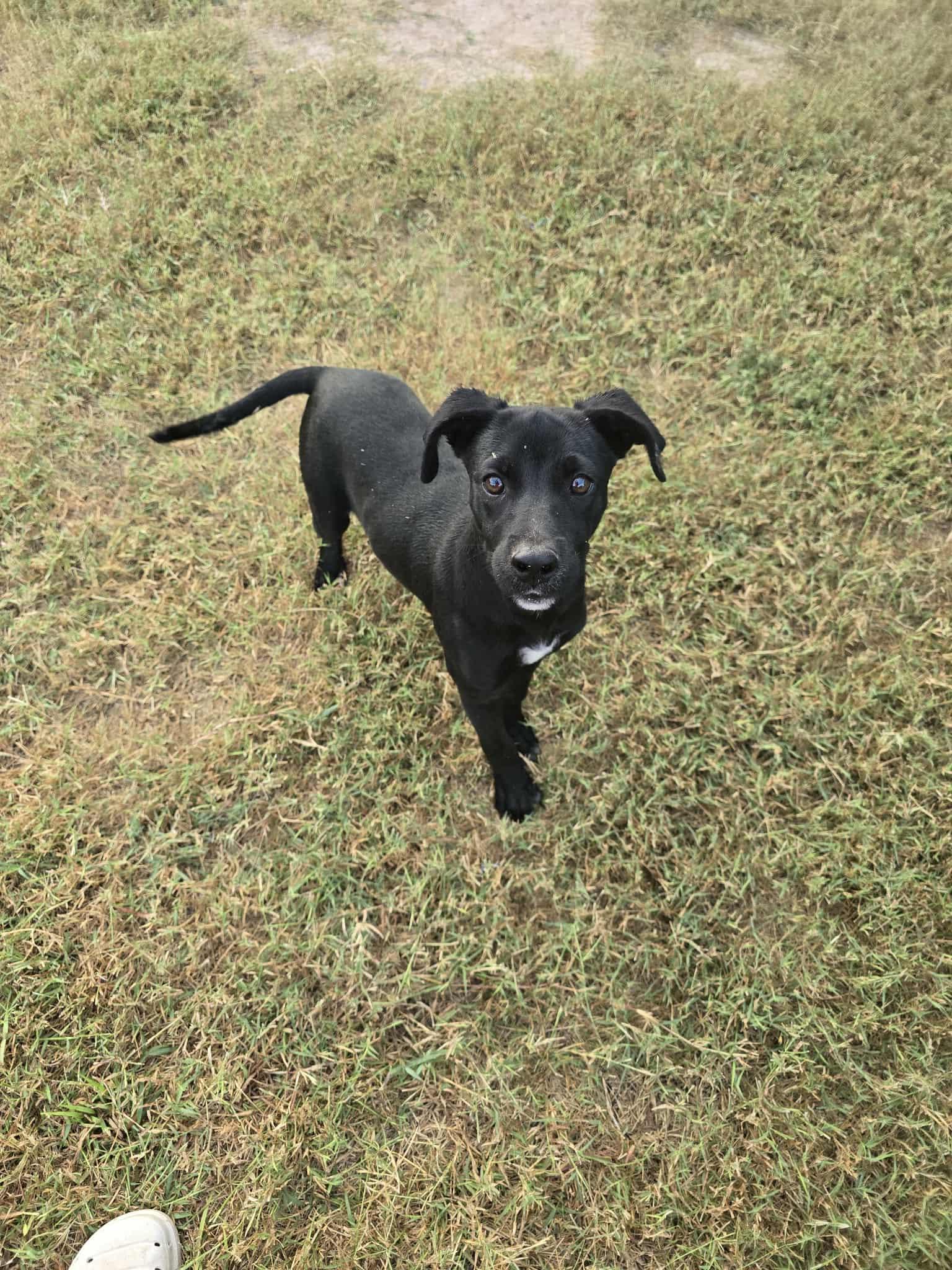 Enlarge Milo, a Adoptable mixed breed in Norfolk, MA image 4/4