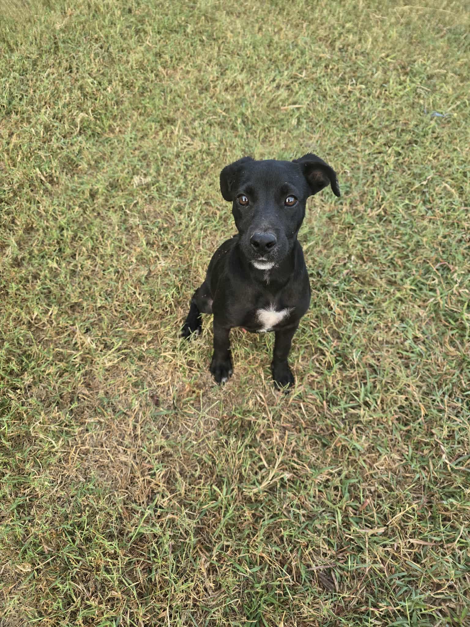 Enlarge Milo, a Adoptable mixed breed in Norfolk, MA image 1/4