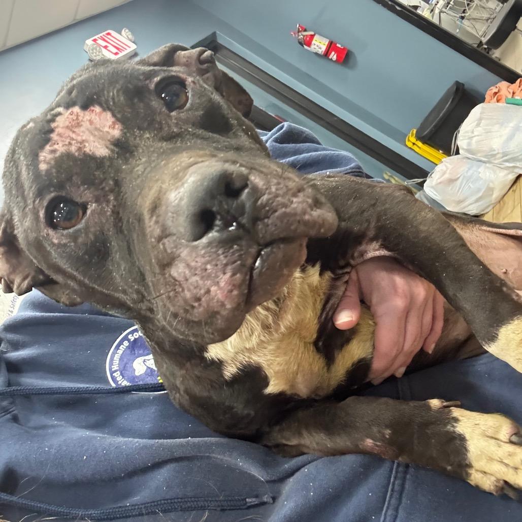 Enlarge Jamie, a Adoptable Pit Bull Terrier in Newark, NJ image 1/2