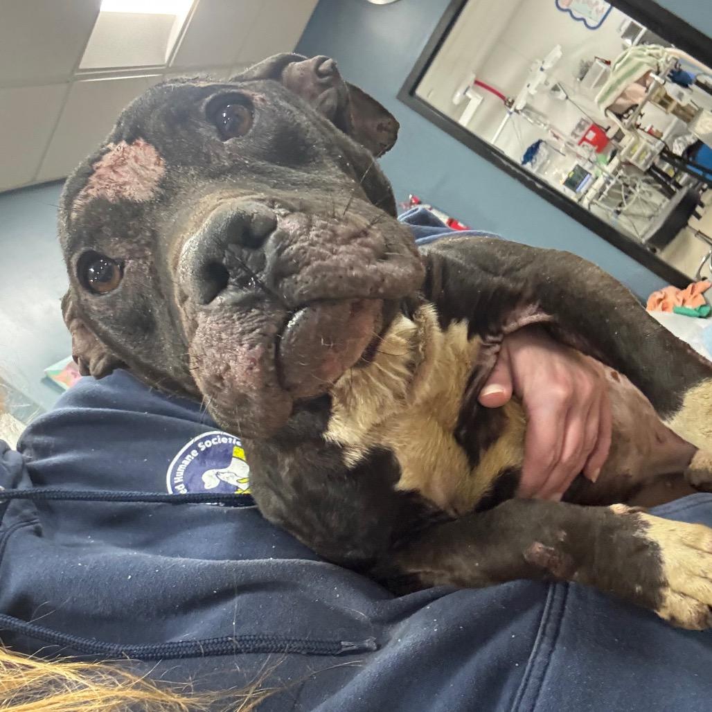 Enlarge Jamie, a Adoptable Pit Bull Terrier in Newark, NJ image 2/2