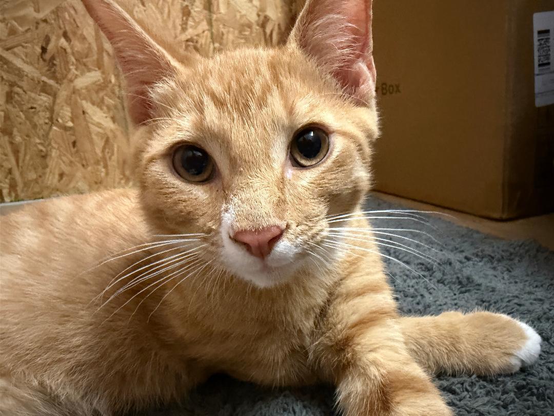 Sting, ADOPTABLE, Young Male Domestic Short Hair.
