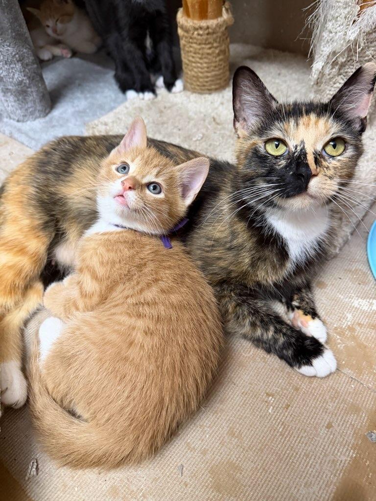 Enlarge Sting, a ADOPTABLE Domestic Short Hair in Terrell, TX image 2/4