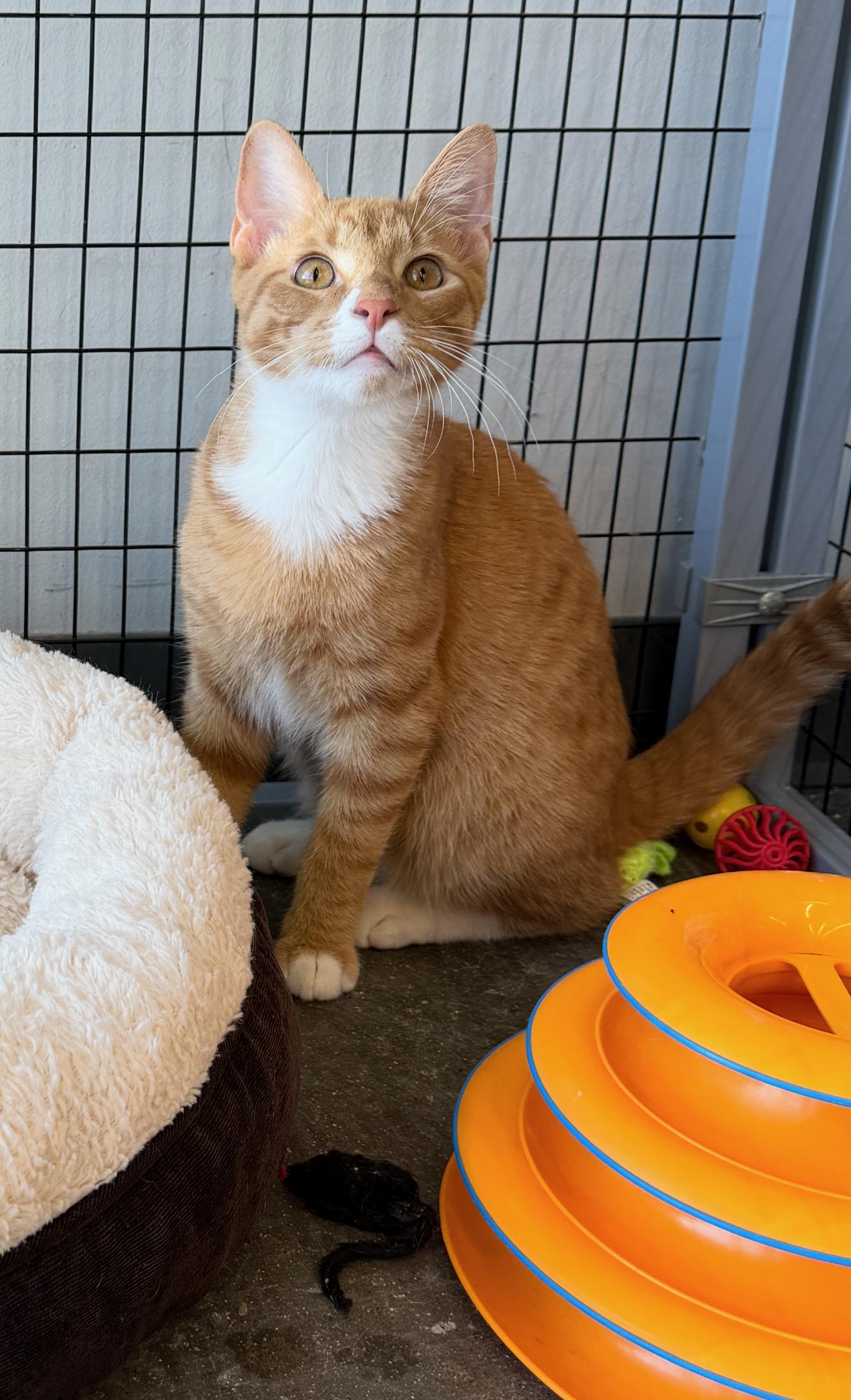 Sting, Adoptable, Young Male Domestic Short Hair.