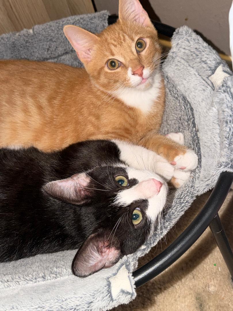 Sting, a ADOPTABLE Domestic Short Hair in Terrell, TX image 3/3