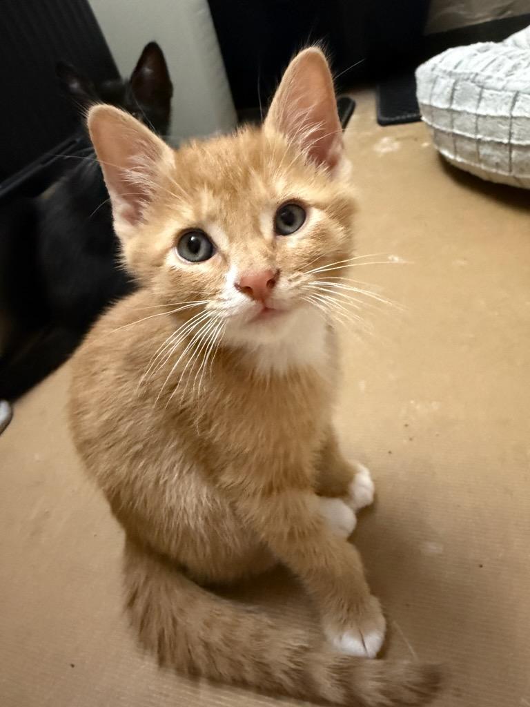 Sting, ADOPTABLE, Kitten Male Domestic Short Hair.